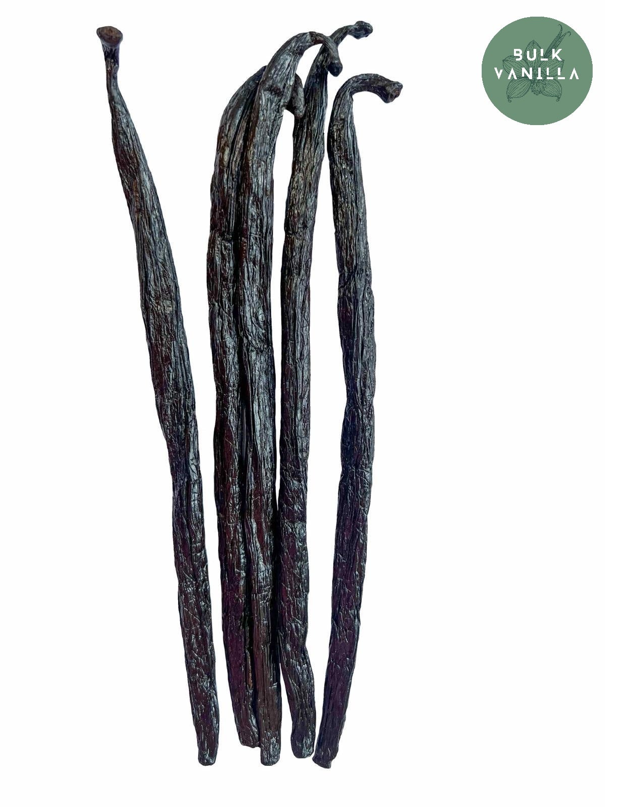 XXL Vanilla Pods Gourmet Pompona Madagascar